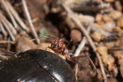 Anoplolepis custodiens