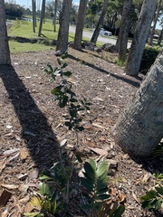 Chrysophyllum oliviforme