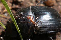 Anoplolepis custodiens