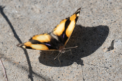 Junonia hierta cebrene