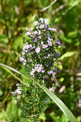 Lespedeza juncea