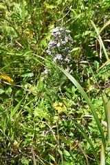 Lespedeza juncea