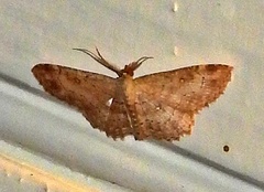 Cyclophora nanaria