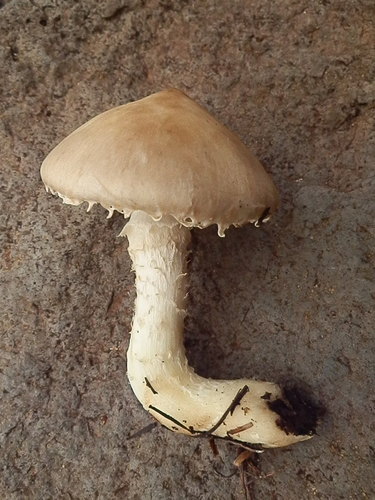 Floccularia albolanaripes