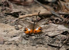 Pierella nereis
