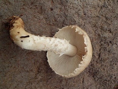 Floccularia albolanaripes