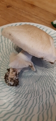 Agaricus sylvicola