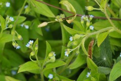 Myosotis sparsiflora