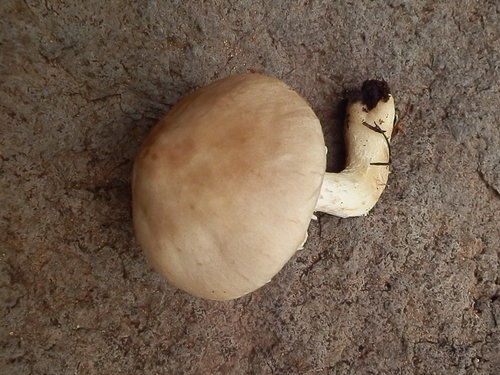 Floccularia albolanaripes