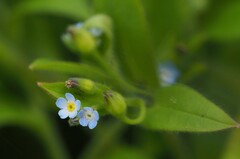 Myosotis sparsiflora