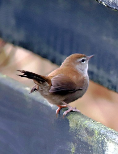 Cetti's Warbler, 8462 Rotstergaast, Nederland, photo 8 of 10