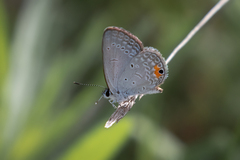 Eicochrysops messapus