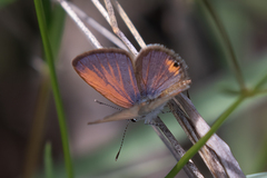 Eicochrysops messapus