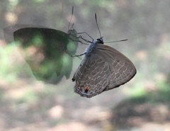 Anthene emolus goberus