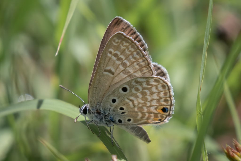 Twin-spot Blue