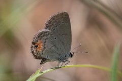 Eicochrysops messapus