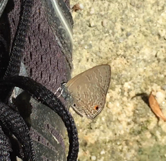 Anthene emolus goberus