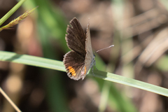 Eicochrysops messapus