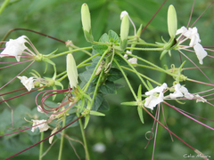 Tarenaya longicarpa