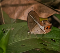 Pierella nereis