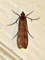 Nomophila nearctica