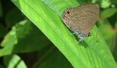 Anthene emolus goberus