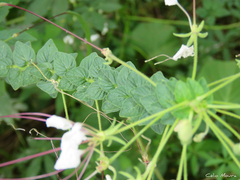 Tarenaya longicarpa