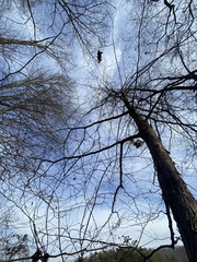 Cercis canadensis