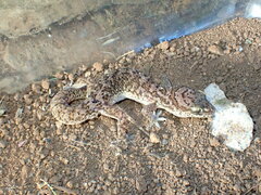 Hemidactylus angulatus