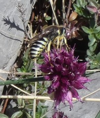 Aculeata