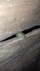 Scinax nasicus