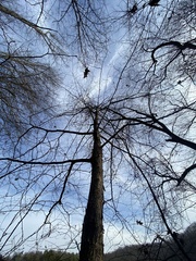 Cercis canadensis