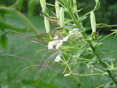 Tarenaya longicarpa