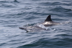 Stenella longirostris