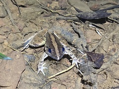 Limnonectes blythii
