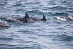 Stenella longirostris