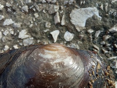 Sinanodonta woodiana