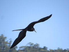Fregata magnificens