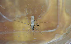 Culiseta longiareolata
