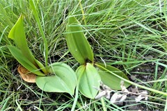 Eriospermum mackenii