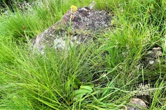 Eriospermum mackenii