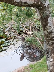 Nycticorax nycticorax obscurus