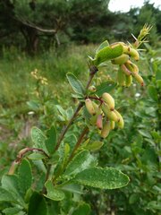 Berberis vulgaris — photo 2