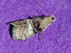 Pococera asperatella