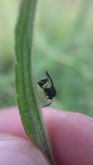 Chalcidoidea
