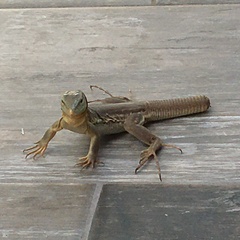 Cnemidophorus murinus