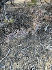 Opuntia tortispina