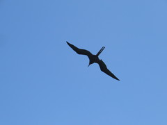 Fregata magnificens
