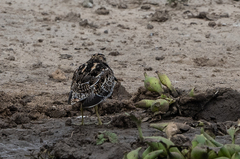 Gallinago nigripennis