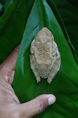 Rhacophorus margaritifer